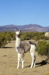 Jeune lama Altiplano Bolivie