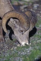 Large plan of the head of a bighorn sheep male Canada