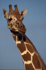 Girafe réticulée Kenya