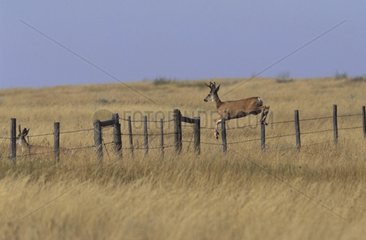 Mule deer buck jumping over a fence Saskatchewan Canada