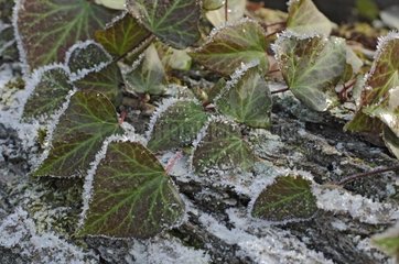 Frost on Ivy leaf
