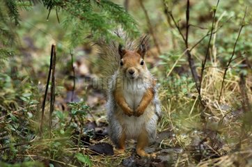 Europäischer roter Eichhörnchen im Frühjahr Finnland