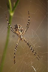 Spinne auf seinem Spinnweb Brissac France