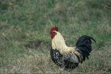 Texel Cock Holland