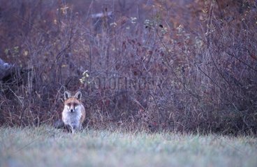 Roux Fox im Herbstwald des Perthe -Aube