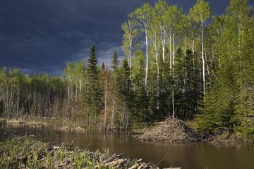 Forest and Beaver pond in Forillon NP Quebec Canada