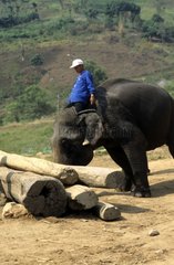 Anziehen für das Ziehen eines Elefanten in Asien Thailand