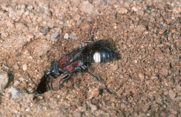 Ichneumon wasp on the ground near a hole