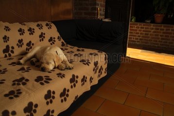 Der Welpe von Labrador verlÃ¤ngerte und schlief in einem Sofa Frankreich