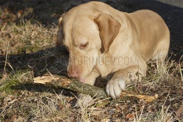 Labrador leckt ein Stück Holz