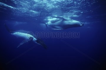 Humpback whales island Rurutu Austral French Polynesia