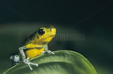 Strawberry Poison Frog from Cayo de Agua islands Panama
