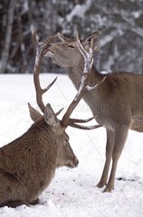 Couples Stags Elaphe resting in snow Germany