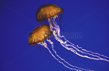 Northern Sea Nettle Jellyfishes swimming in an aquarium