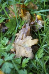 EuropÃ¤ischer Frosch im Gras im Herbst
