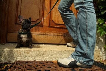Puppy French Bulldog waiting at door with her master