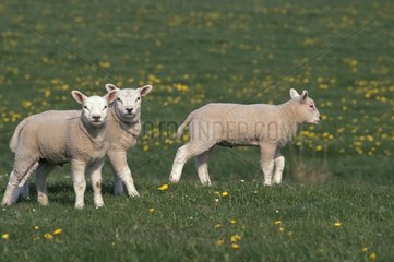 Three lambs in pre Holland