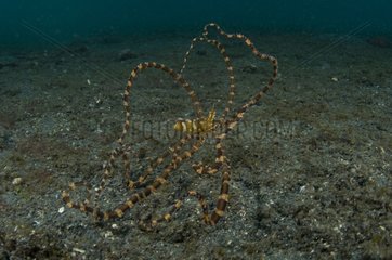 Wonderpus octopus on the sand - Lembeh Strait Indonesia