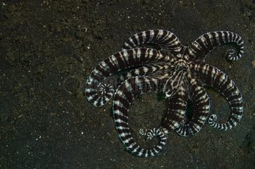 Mimic octopus on the sand - Lembeh Strait Indonesia