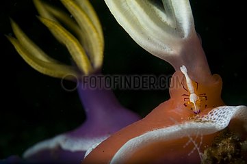 Emperor Shrimp on Nudibranch - Lembeh Strait Indonesia