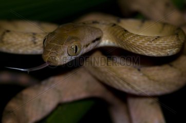 Brown tree snake - Lembeh Strait Manado Indonesia