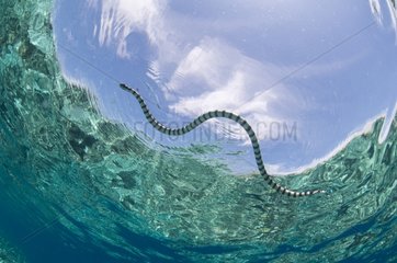 Banded sea snake surfacing for air - Bunaken NP Indonesia