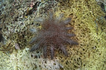 Crown of thorns starfish on Coral - Raja Ampat Indonesia