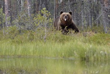 Brown Bear in forest - Finland