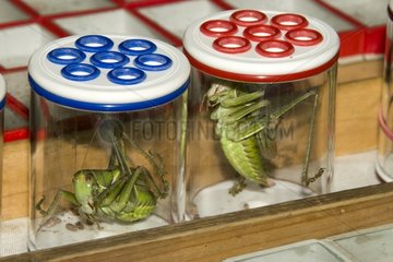 Grasshoppers in a pet store in Shanghai China