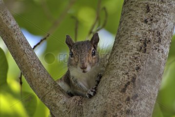 Ostgrau Eichhörnchen in Einem Baum Florida USA
