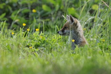 Young red fox sitting in the grass Vosges France