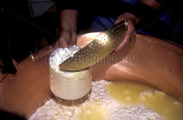 Herstellung des Käse Munster Hauutes-Vosges France