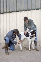 Tierarzt und Züchter untersuchen ein Kalb Frankreich