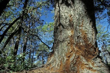 Coccinelles convergentes grimpant à un arbre dans forêt USA