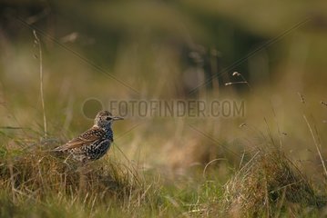 Starling on ground Brittany France