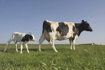 Kuh prim'holstein und sein Kalb auf einer Wiese Frankreich