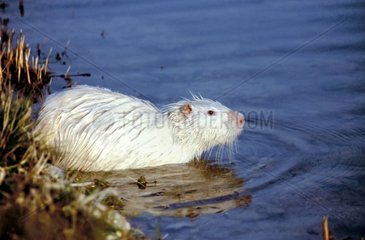 Ragondin Albinos in der Wassermündung der Seine