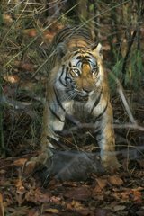 Tigre devant cadavre de vache PN Bandhavgarh Inde