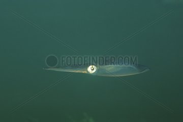 Südkalamär Tintenfisch Australien SA