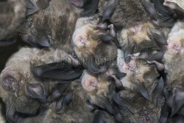 Greater and Mehely's Horseshoe bats cohabiting together