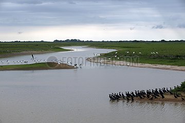 Groupe de Llanos dans les marais Venezuela