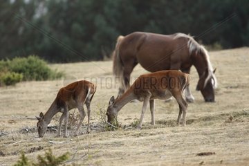 Female Red deers grazing near a horse Spain