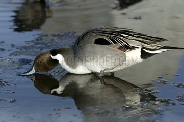Northern Pintail drinking