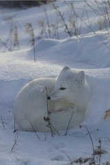 Renard polaire couché dans la neige Arctique