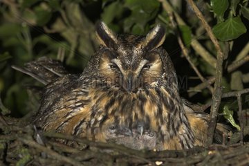 Long eared Owl female with fledglings at nest France