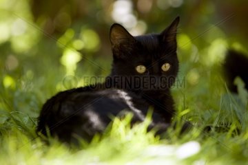 Porträt einer schwarzen Katze Frankreich