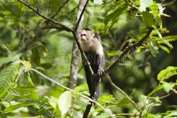 White-faced capuchin on a branch Corcovado Costa Rica