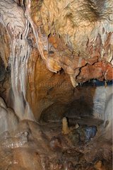 Höhlenbär Chiscau Apuseni Mountains Rumänien