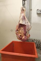 Fleisch -Nachbarschaftsanfall in der Rinderschlachtkette