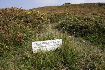 Milieu en cours de restauration Nr Cancale Bretagne